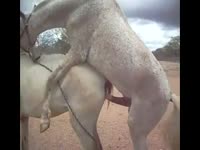 Horse fucking mare wildly until orgasm